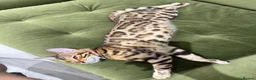 Bengal cats for sale: Bengal cat (still a kitten)  in Greenford - Advert 3
