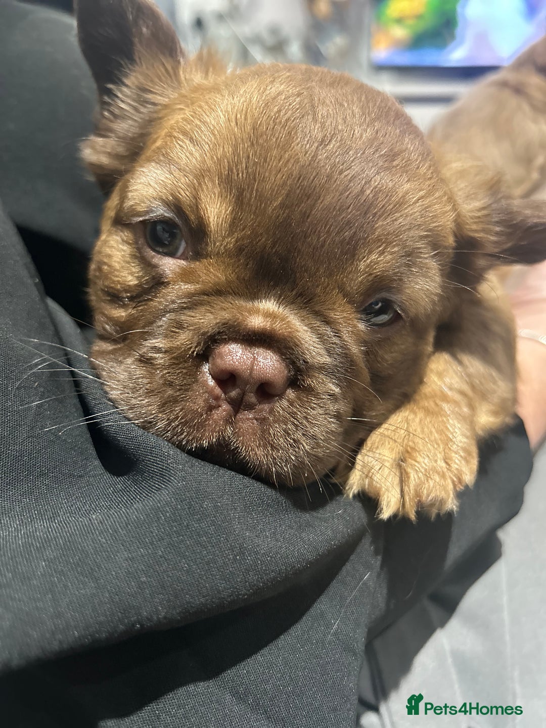 French Bulldog dogs for sale: READY TO LEAVE THIS WEEKEND FLUFFY FRENCH BULLDOGS - Advert 34