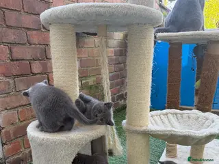 British Shorthair cats 4 blue Britishshorthair kittens Girls for sale - Advert 18