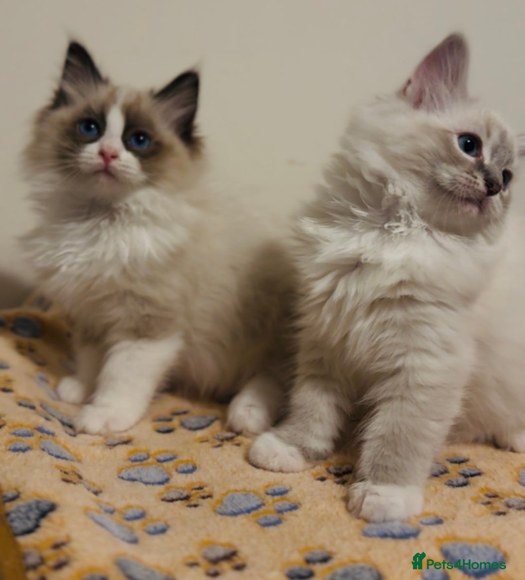 Ragdoll cats for sale: 💙🐾Tica full Pedigree🐾EU Ragdoll 🐱🐾DNA Clear - Image 24