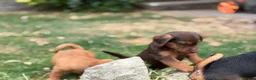 Jack Russell dogs for sale: Three gorgeous jack russell pups  - Advert 17