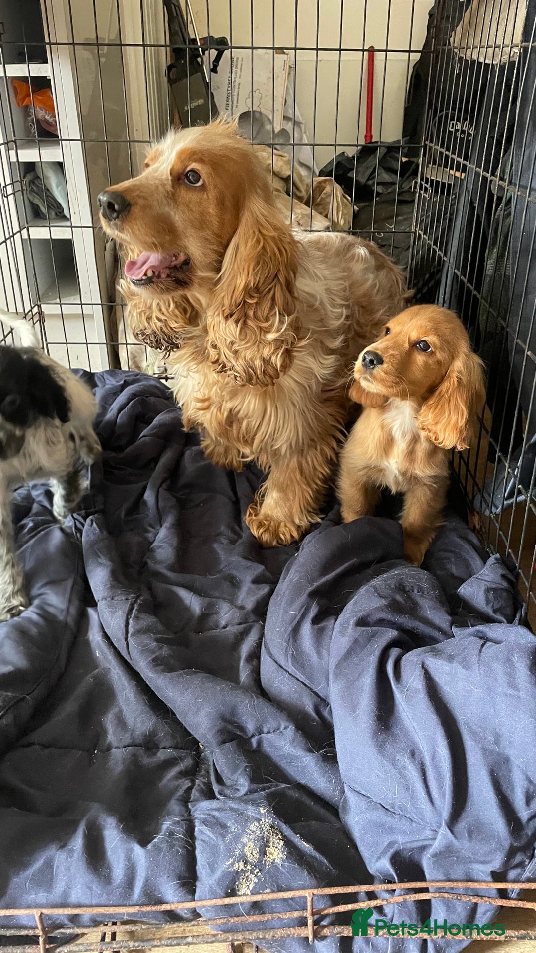 Cocker Spaniel dogs for sale: Gorgeous Golden Cocker Spaniel Puppy Boy - Image 3