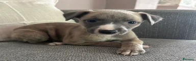 Whippet Puppy 2