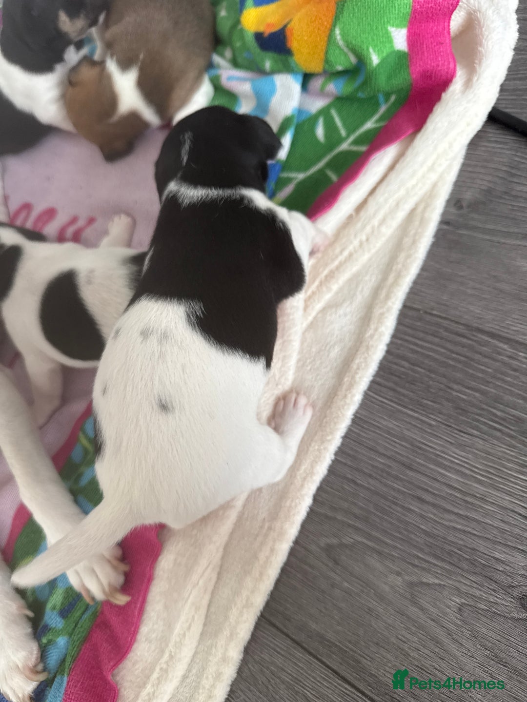 Jack Russell dogs for sale: 3 boys 1 girl - Image 4