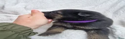 German Shepherd dogs for sale: German shepherd pups in HULL - Advert 31