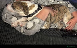 American Bulldog dogs for sale: 1 year old American bulldog  - Advert 2