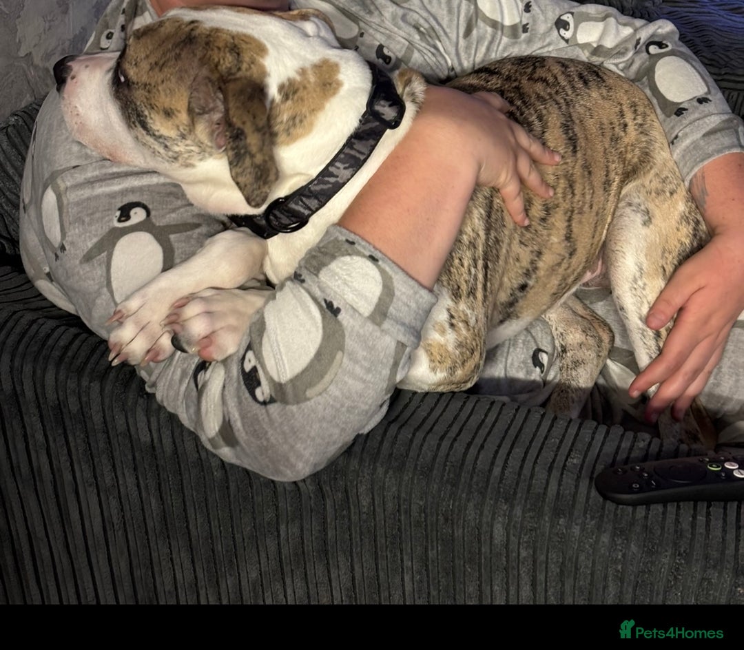 American Bulldog dogs for sale: 1 year old American bulldog  - Advert 2
