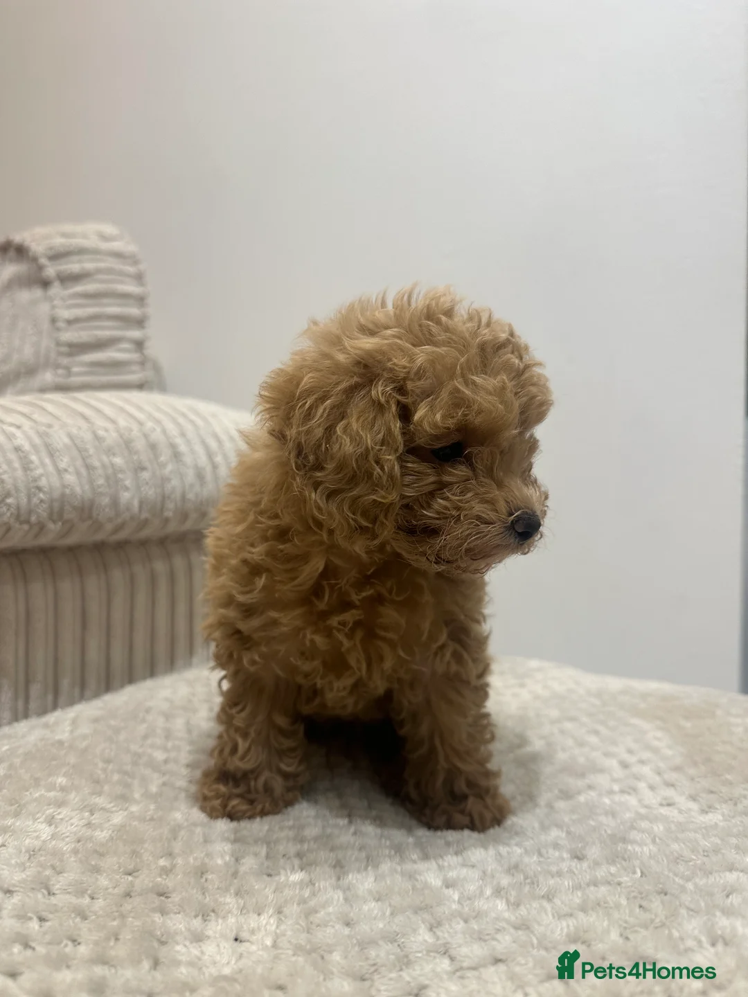 Toy Poodle dogs for sale: Beautiful toy poodle female puppy  - Advert 3