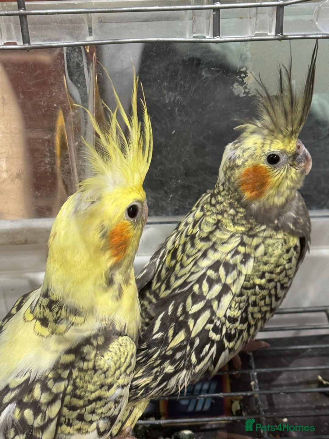 Cockatiels birds for sale: Baby cockatiels  - Advert 9