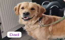 Golden Retriever dogs for sale: KC Fully health tested Golden retriever puppies - Image 13