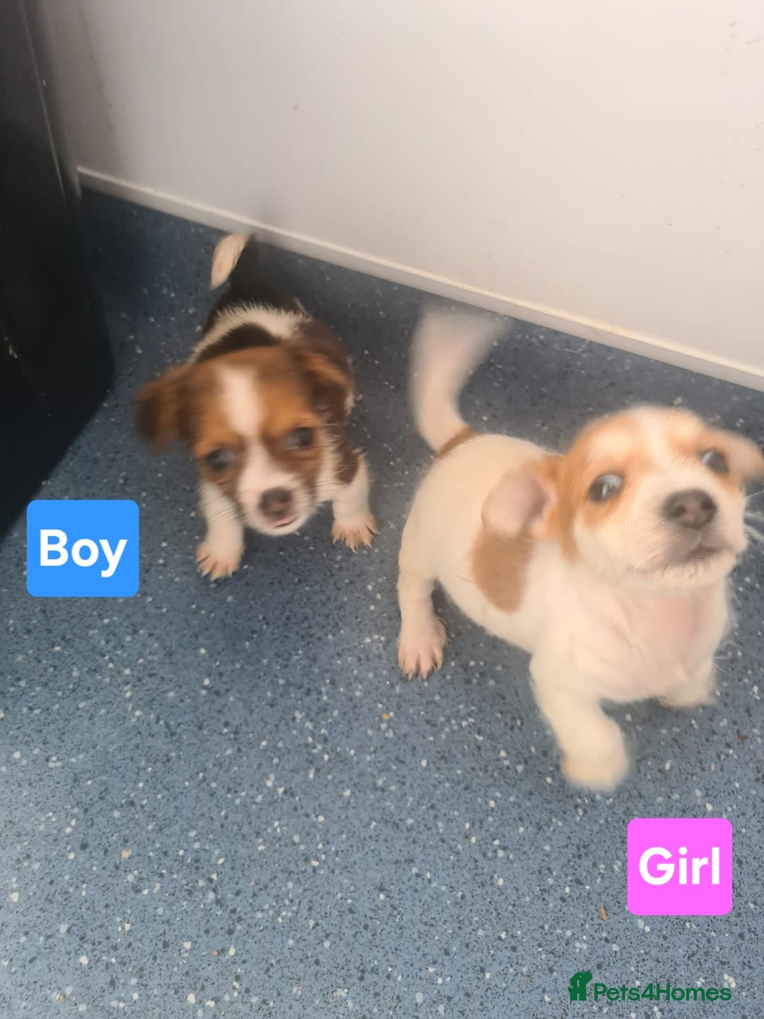 Jack Russell dogs for sale: Jack Russell Puppies | Rough coated | 2 Pups left - Image 8
