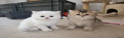 British Longhair cats for sale: British Longhair & Shorthair kittens - Advert 14