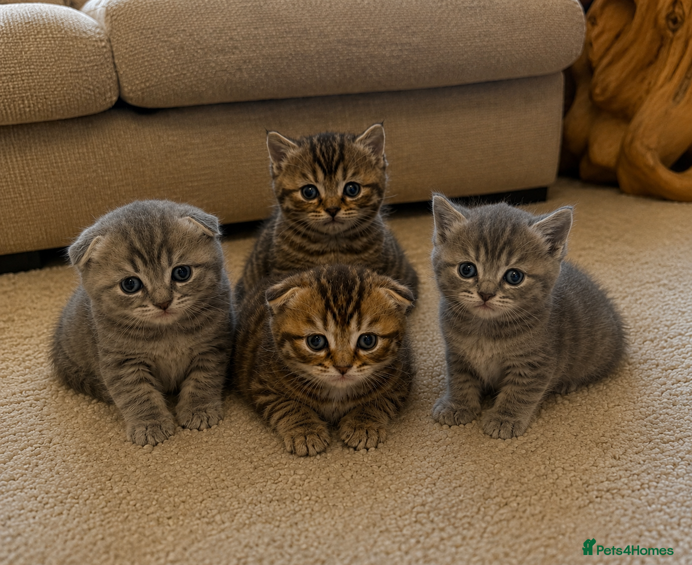 Scottish Fold cats Scottish fold / Straight kittens  - Advert 2
