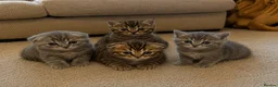 Scottish Fold cats for sale: Scottish fold / Straight kittens  in Nottingham - Advert 1