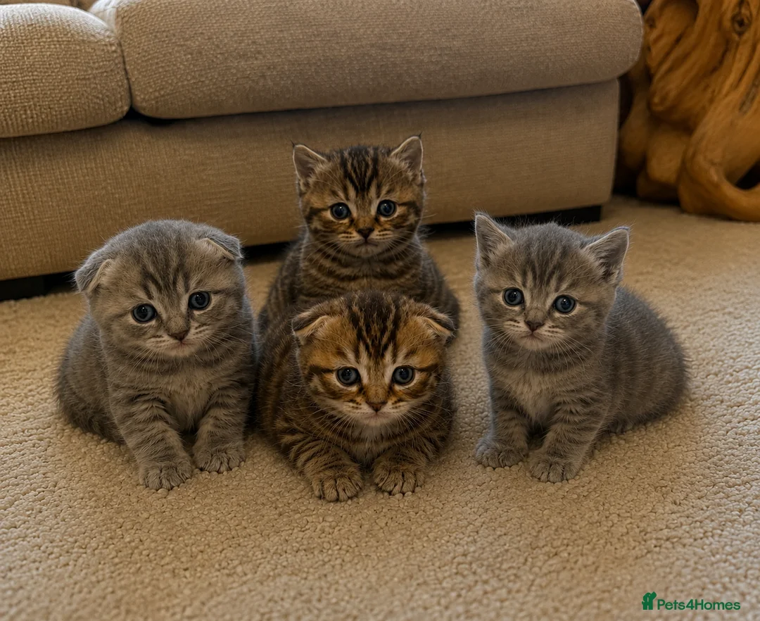 Scottish Fold cats for sale: Scottish fold / Straight kittens  in Nottingham - Advert 1