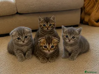 Scottish Fold cats Scottish fold / Straight kittens - Advert 1