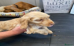 Cockapoo dogs for sale: AMAZING STUNNING F1 SHOW TYPE COCKAPOO  - Image 19