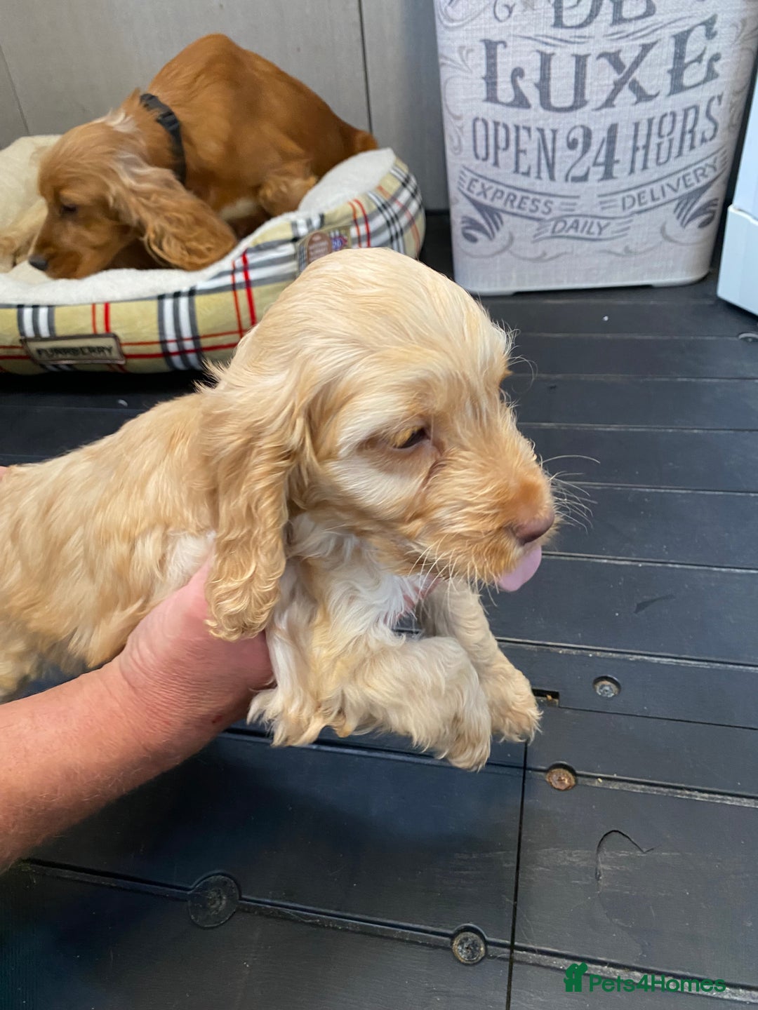 Cockapoo dogs for sale: AMAZING STUNNING F1 SHOW TYPE COCKAPOO  - Image 19