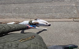 American Bulldog dogs for sale: Rescue Ozzy  - Image 10