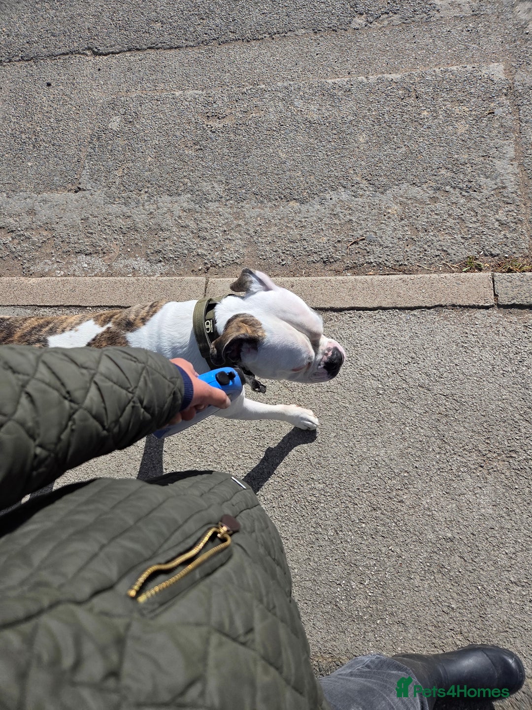 American Bulldog dogs for sale: Rescue Ozzy  - Image 10