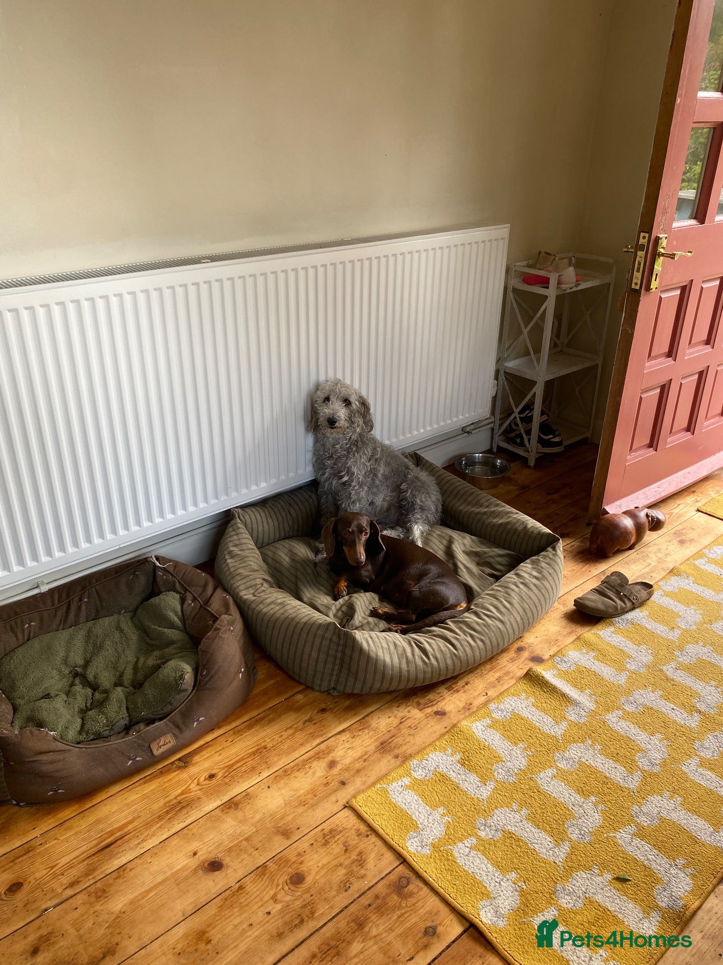 Mixed Breed dogs Bedlington Whippet Puppies 🐶🐾🐾 - Advert 1