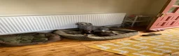 Mixed Breed dogs for sale: Bedlington Whippet Puppies 🐶🐾🐾 - Advert 1