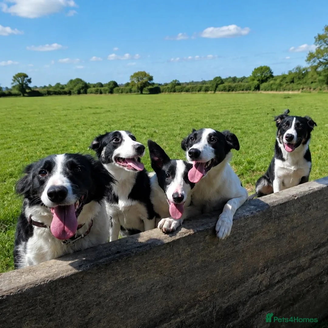 Border Collie dogs for sale: ISDS registered working collie pups - Advert 1