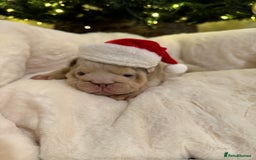 English Bulldog dogs for sale: English Bulldog Puppies Looking for Loving Homes🐶 - Image 5