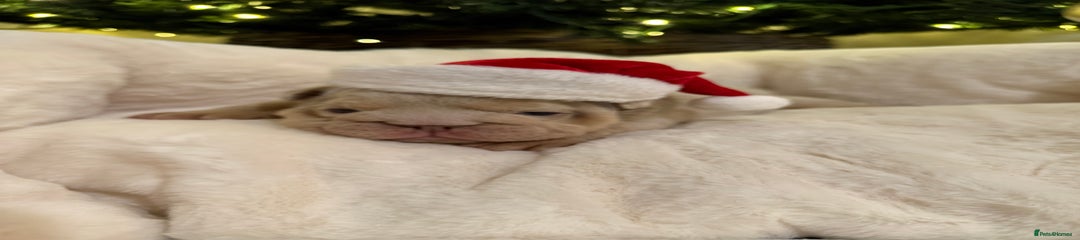 English Bulldog Puppy 2