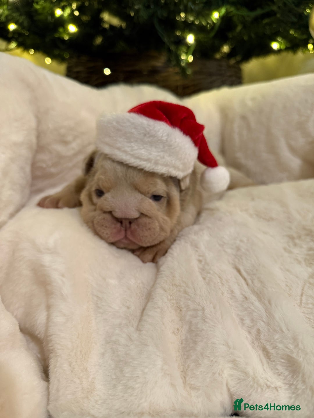 English Bulldog dogs for sale: English Bulldog Puppies Looking for Loving Homes🐶 - Image 5