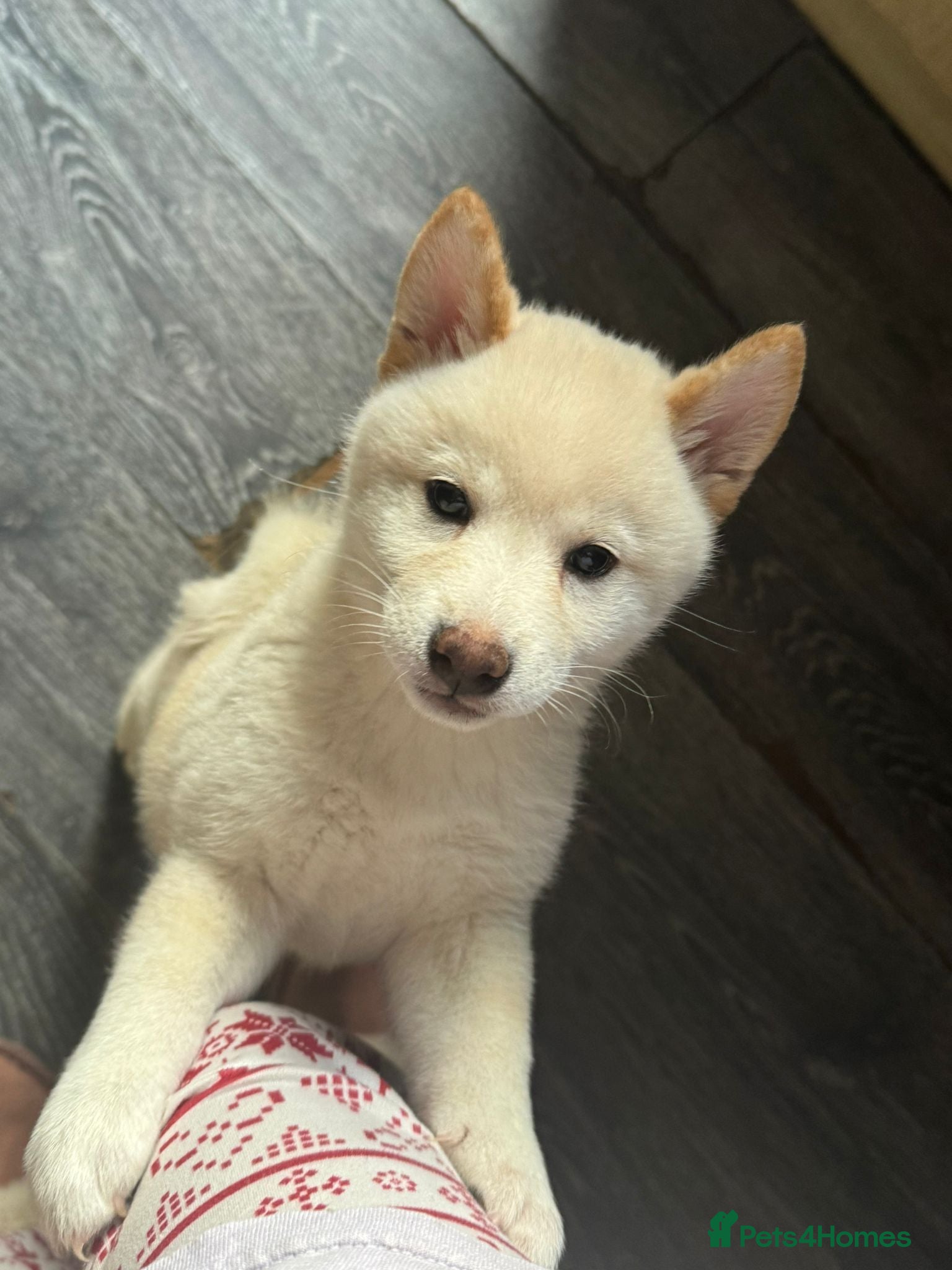 Japanese Shiba Inu dogs Japanese Shiba Inu - Advert 13