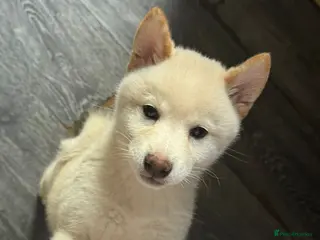 Japanese Shiba Inu dogs Japanese Shiba Inu - Advert 13