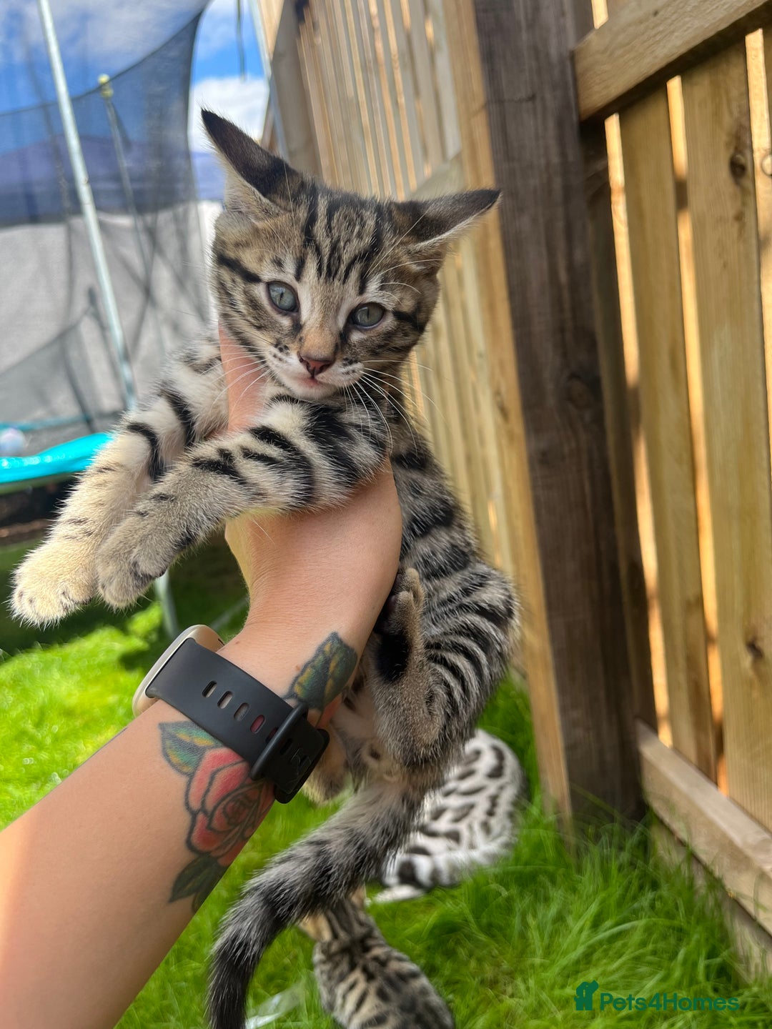 Bengal cats for sale: Bengal kittens 1 MALE REMAINING!! Ready now! - Image 6