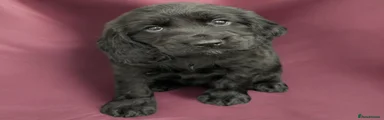 Cocker Spaniel 4