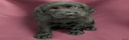 Cocker Spaniel dogs for sale:  Beautiful Cocker Spaniel show type pups  - Advert 16