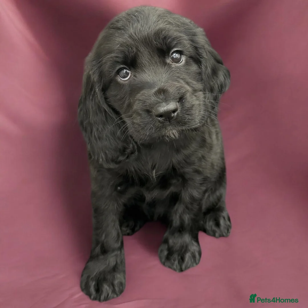 Cocker Spaniel dogs for sale:  Beautiful Cocker Spaniel show type pups  - Advert 16