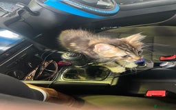 Maine Coon cats for sale: Maincoon x tabby cat  - Image 7