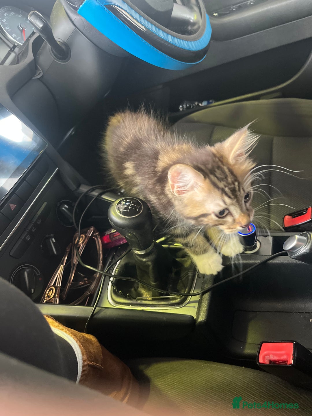 Maine Coon cats for sale: Maincoon x tabby cat  - Image 7