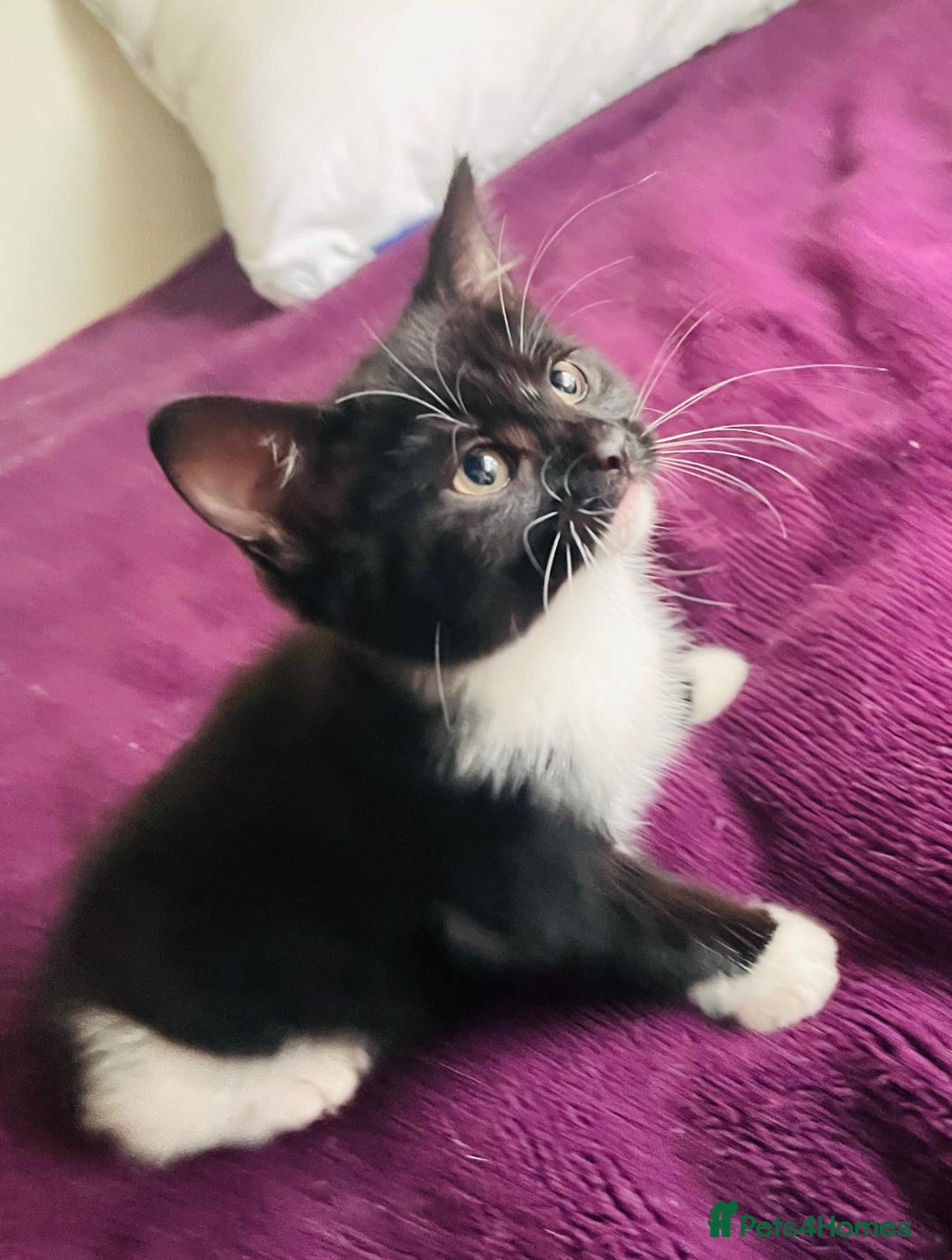 Mixed Breed cats for sale: Beautiful kitten ready to go to new home - Advert 9