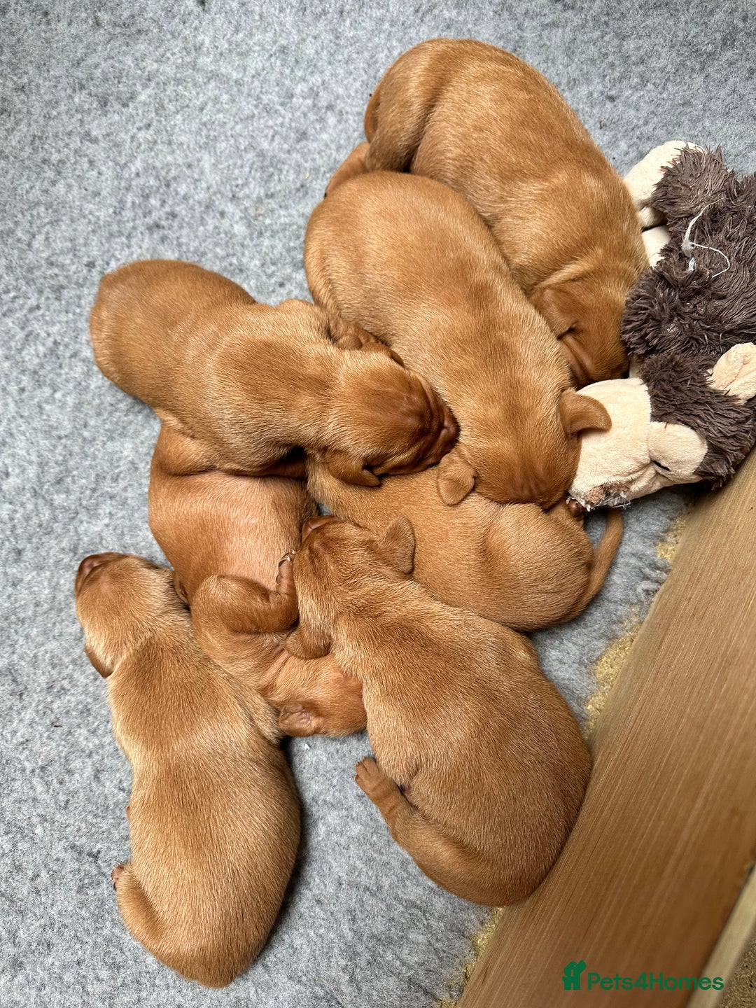 Hungarian Vizsla dogs for sale: 1CHUNKY DEEP RED HUNGARIAN VIZSLA GIRL PUPPY LEFT - Image 7