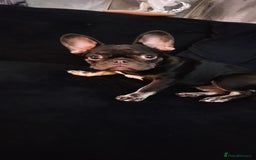 French Bulldog dogs for sale: Kc miniature French bulldog  - Image 1