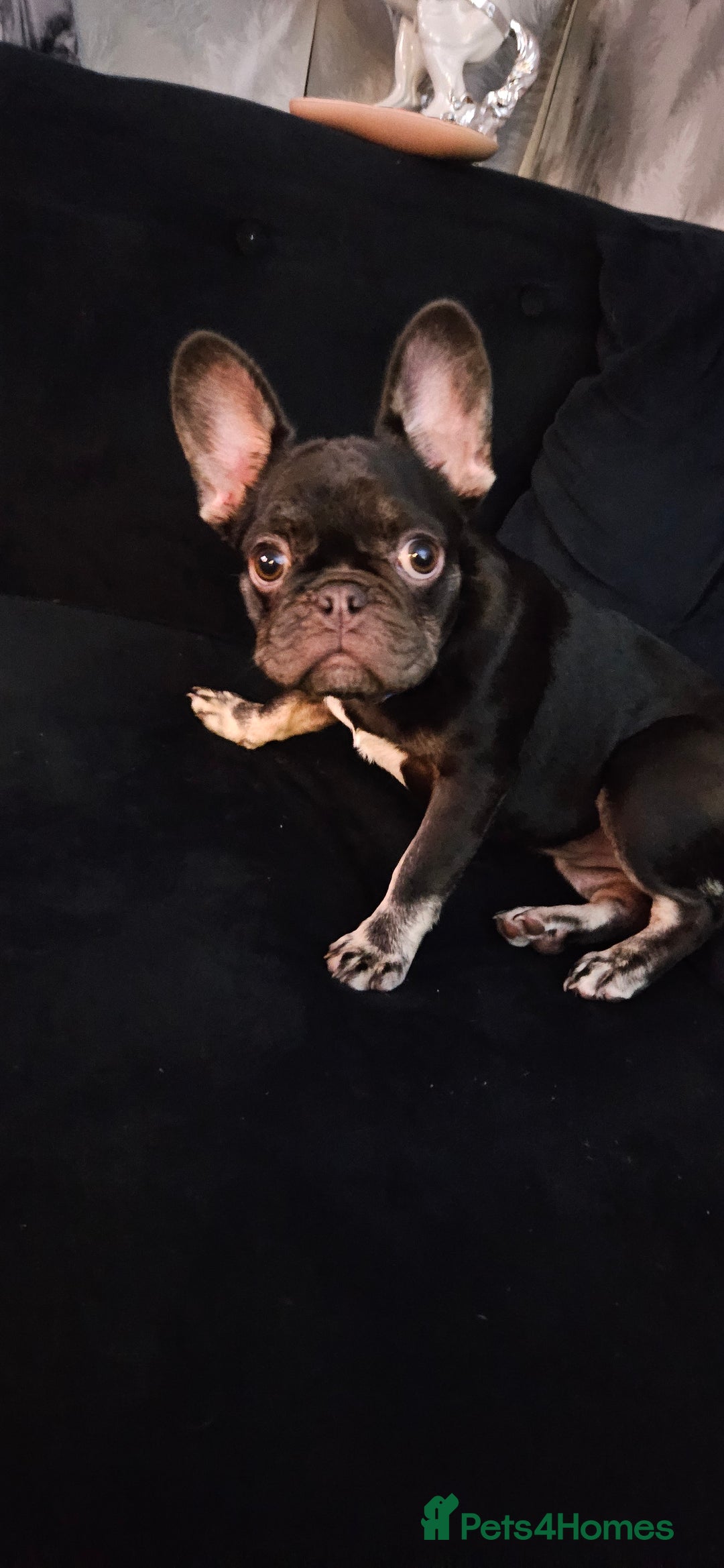 French Bulldog dogs for sale: Kc miniature French bulldog  - Image 1
