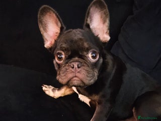 French Bulldog dogs - Advert 17