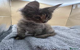 Maine Coon cats for sale: Xl mainecoon kittens full breed non reg  - Image 22