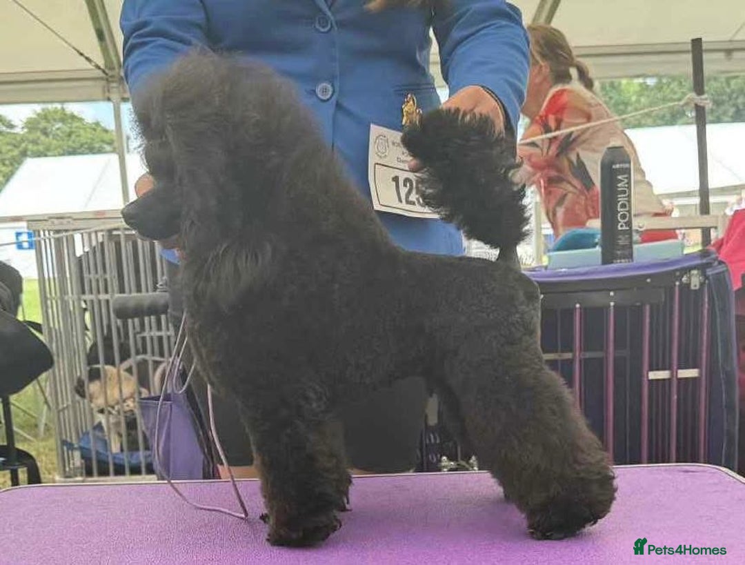 Toy Poodle dogs for sale: Champion bloodline toys - Image 4