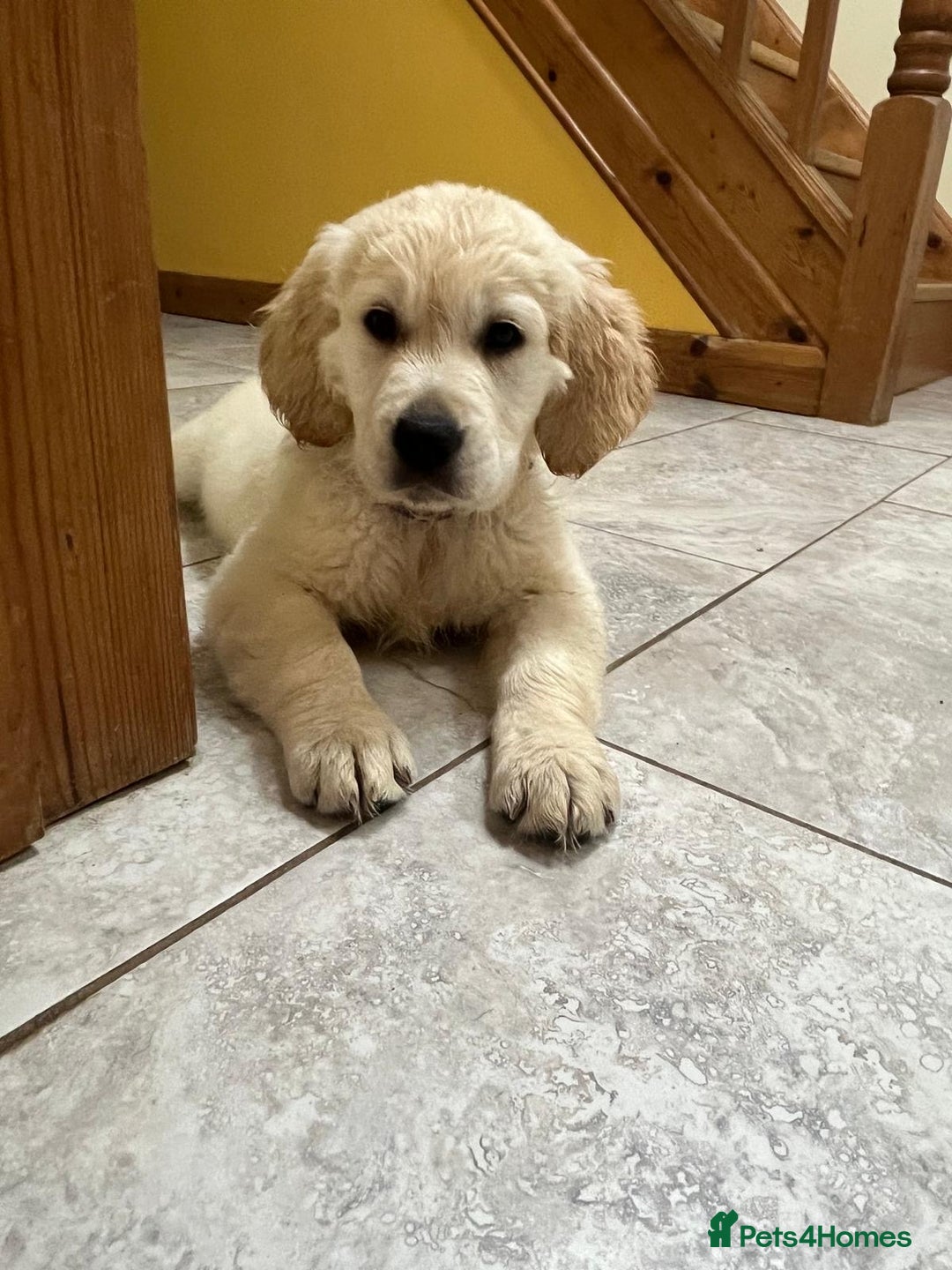 Comfort Retriever Golden Retriever Mix That Stay Small Miniature