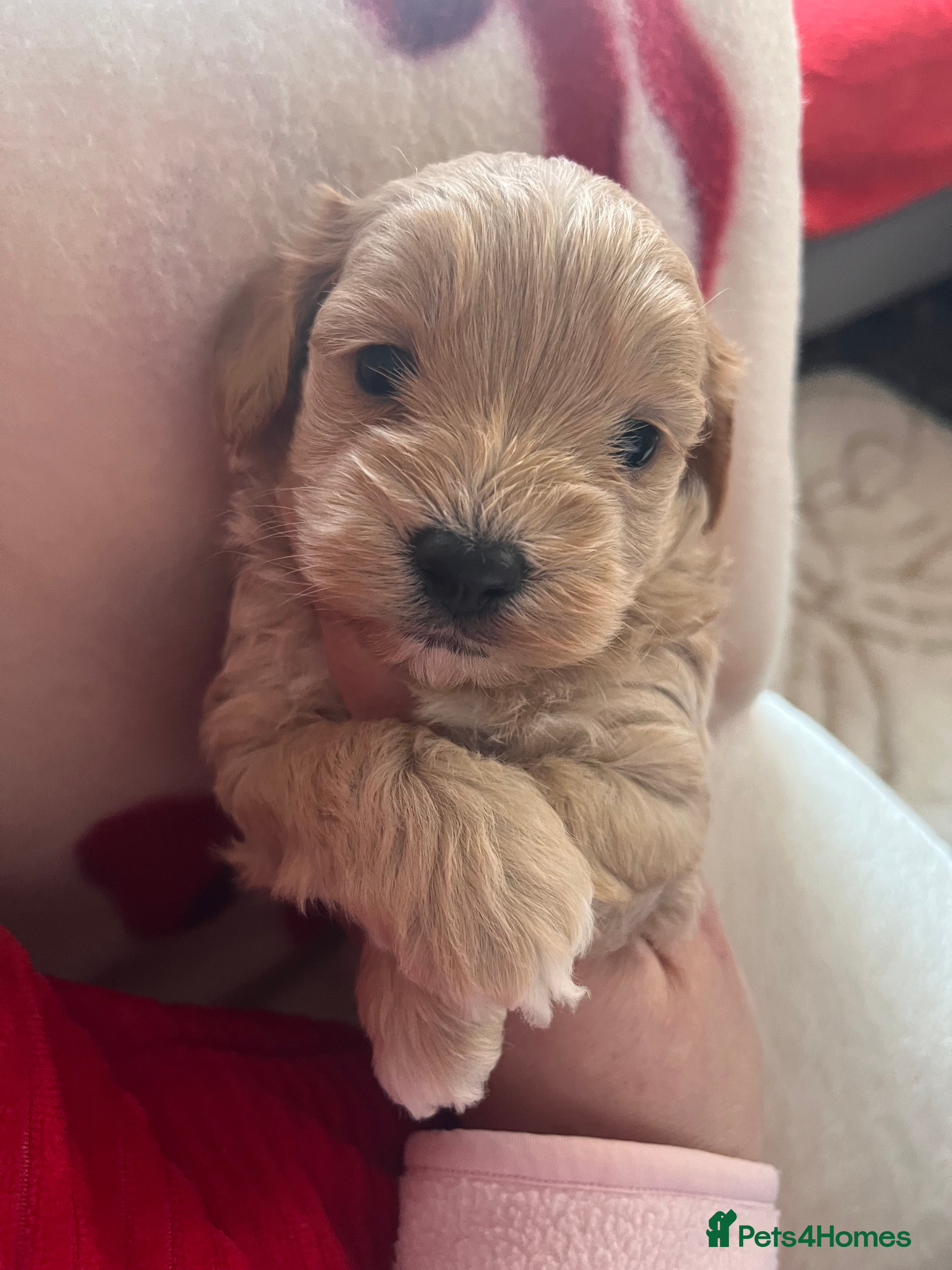 Maltipoo dogs Beautiful Quality Maltipoo Boy available  - Advert 2