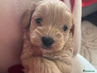 Maltipoo dogs Beautiful Quality Maltipoo Boy available - Advert 18