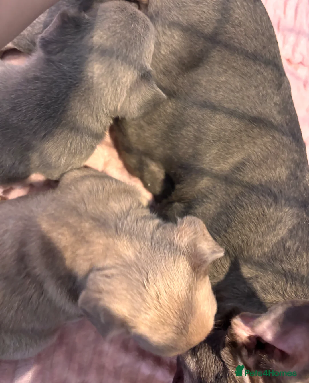 French Bulldog dogs for sale: LILAC AND TAN FRENCH BULLDOG PUPS  - Advert 9