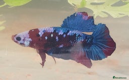 Bettas fish for sale: Betta fish for sale  - Image 15